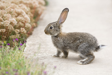 Rabbit is Beautiful Animal of Nature