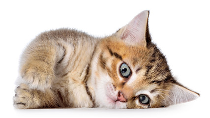 Shorthair brindled kitten playful