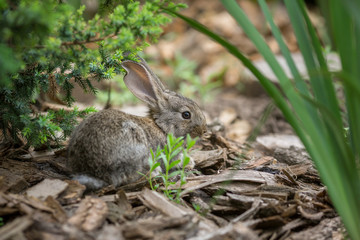 Naklejka na ściany i meble Rabbit is Beautiful Animal of Nature
