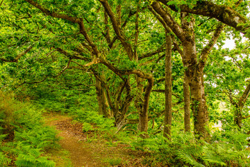 Ein einsamer Waldweg