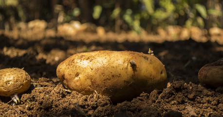A landscape photo of potatoes in the field