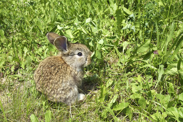 little rabbits on a pasture