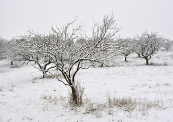 winter trees on snow