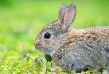 Naklejka premium Little rabbit on green grass in summer day