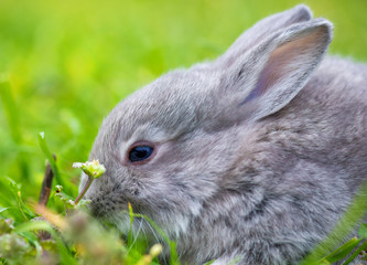 Little rabbit on green grass in summer day