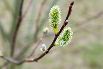 Young plant