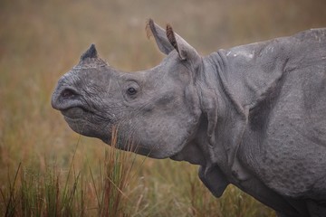 Grand rhinocéros indien en voie de disparition dans le parc national de Kaziranga/Grand rhinocéros indien en voie de disparition dans le parc national de Kaziranga
