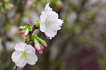 Sakura, the famouse flower of Japan