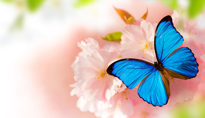 Obraz premium Spring blossoms with butterfly.