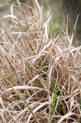 tall dried grass