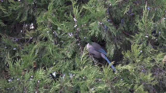 Azure-winged Magpie (Cyanopica cyana) feeds on the fruits of cypress. Beijing