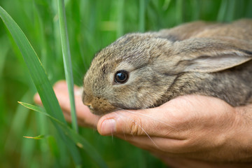 Rabbit. Animal in man hands