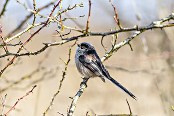Single Long Tailed Tit (Aegithalos caudatus) perching in a bush