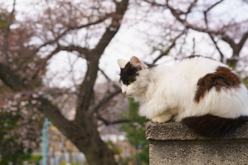 Fototapeta premium 猫