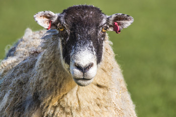 North of England Mule Sheep