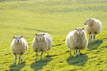 Four sheep standing facing camera - 106685626