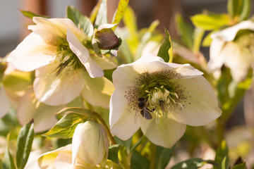 active honey bee collecting nectar in first spring blooming hellebore flower in traditional garden