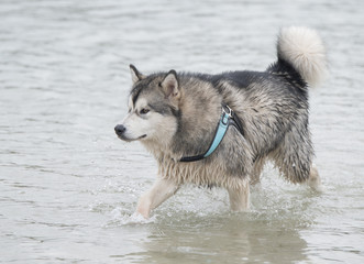 alaskan Malamute