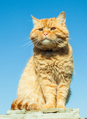 big red cute angry cat sitting on the top on the blue sky background
