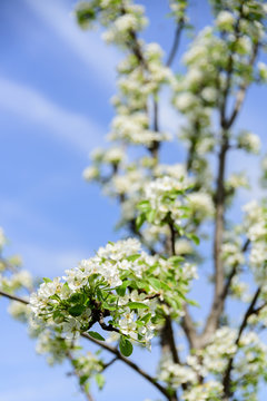 Branch of a blossoming pear tree.