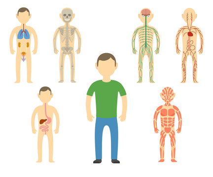 Cartoon man body anatomy.