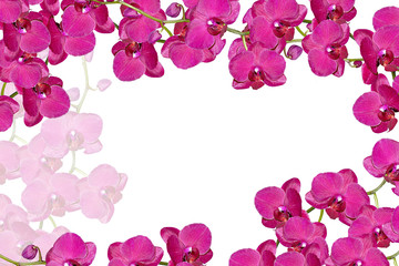Obraz na płótnie Canvas Orchid flower isolated on white background