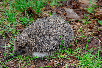 Hedgehog