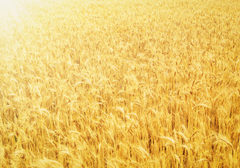 fields of wheat