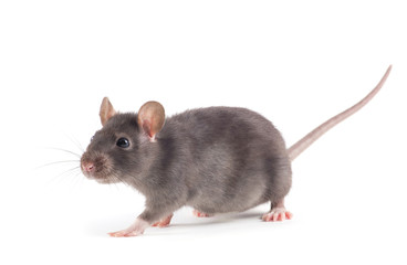  rat