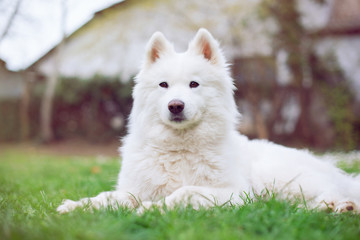 Samoyed dog outdoors in the nature on grass