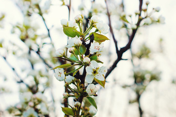 Cherry blossoms over nature background