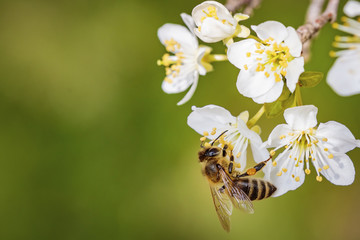 Bee on a spring flower collecting pollen and nectar