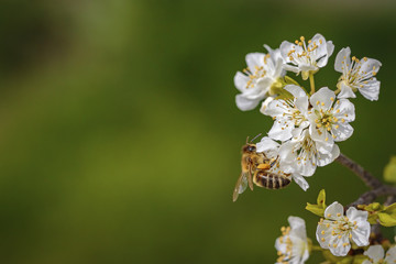 Bee on a spring flower collecting pollen and nectar © photografiero