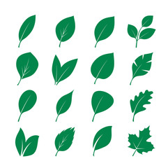 Set of Green Leafs. Vector Illustration.