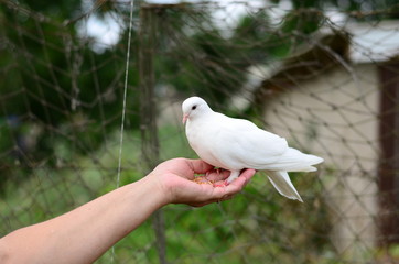white pigeon sitting on hand and eating food