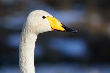Obraz premium Whooper swan (Cygnus Cygnus) head in closeup shot. Beautiful white bird looks like smiling in the spring.