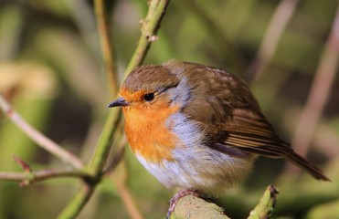 Fototapeta premium Close-up image of a Robin (Erithacus rubecula).