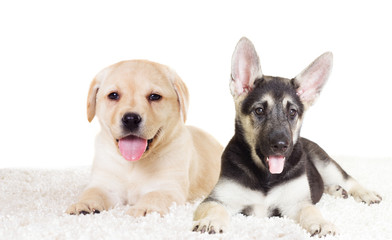 Obraz premium Shepherd and Labrador watching