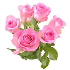 Pink rose