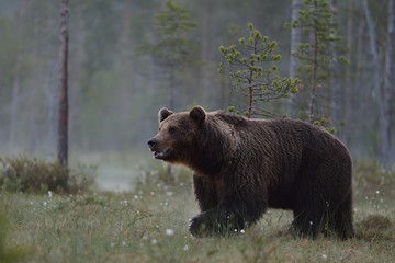 Naklejka na ściany i meble Big male brown bear in forest