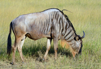 Blue wildebeest, Amboseli National Park, Kenya