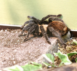 detail of acanthoscuria geniculata