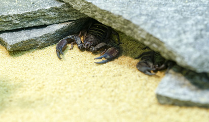 Scorpion Hadogenes paucidens