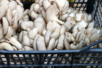 Грибы в пластмассовом ящике 