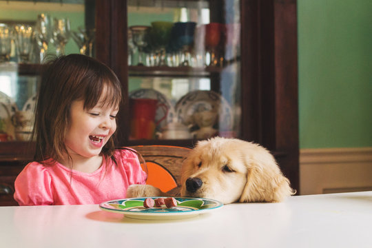 Golden retriever puppy dog begging girl for food