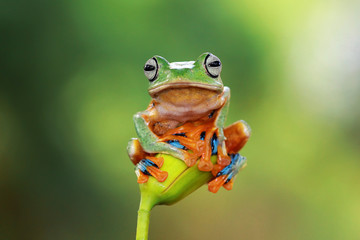 Tree Frog sitting on plant, Indonesia