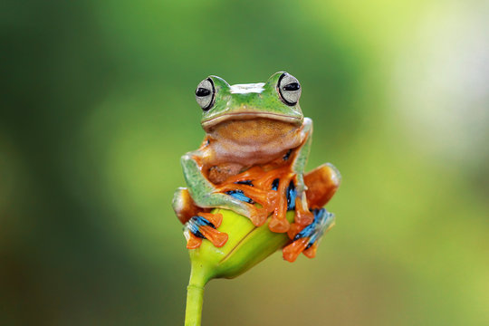 Tree Frog sitting on plant, Indonesia
