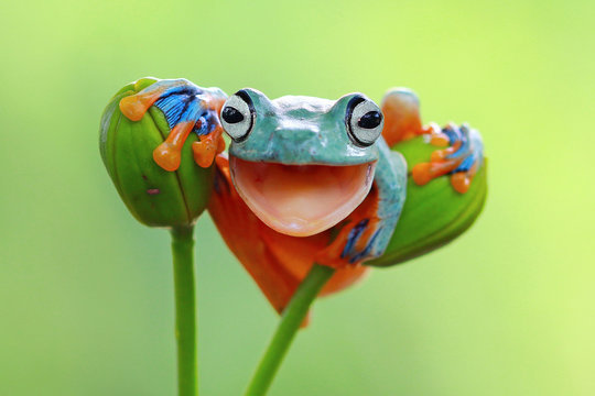 Close-up portrait of a smiling tree frog cheeky grin sitting between two flower buds, Indonesia