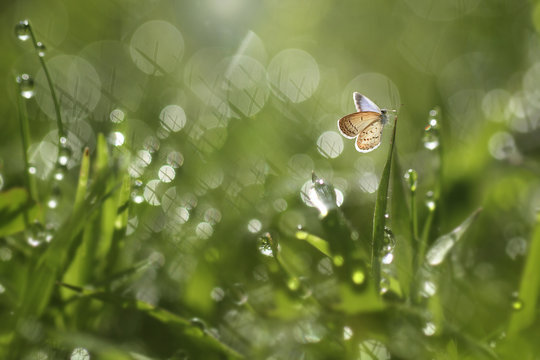 Butterfly sitting on grass in morning dew, Jombang, East Java, Indonesia