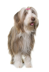 female bearded collie
